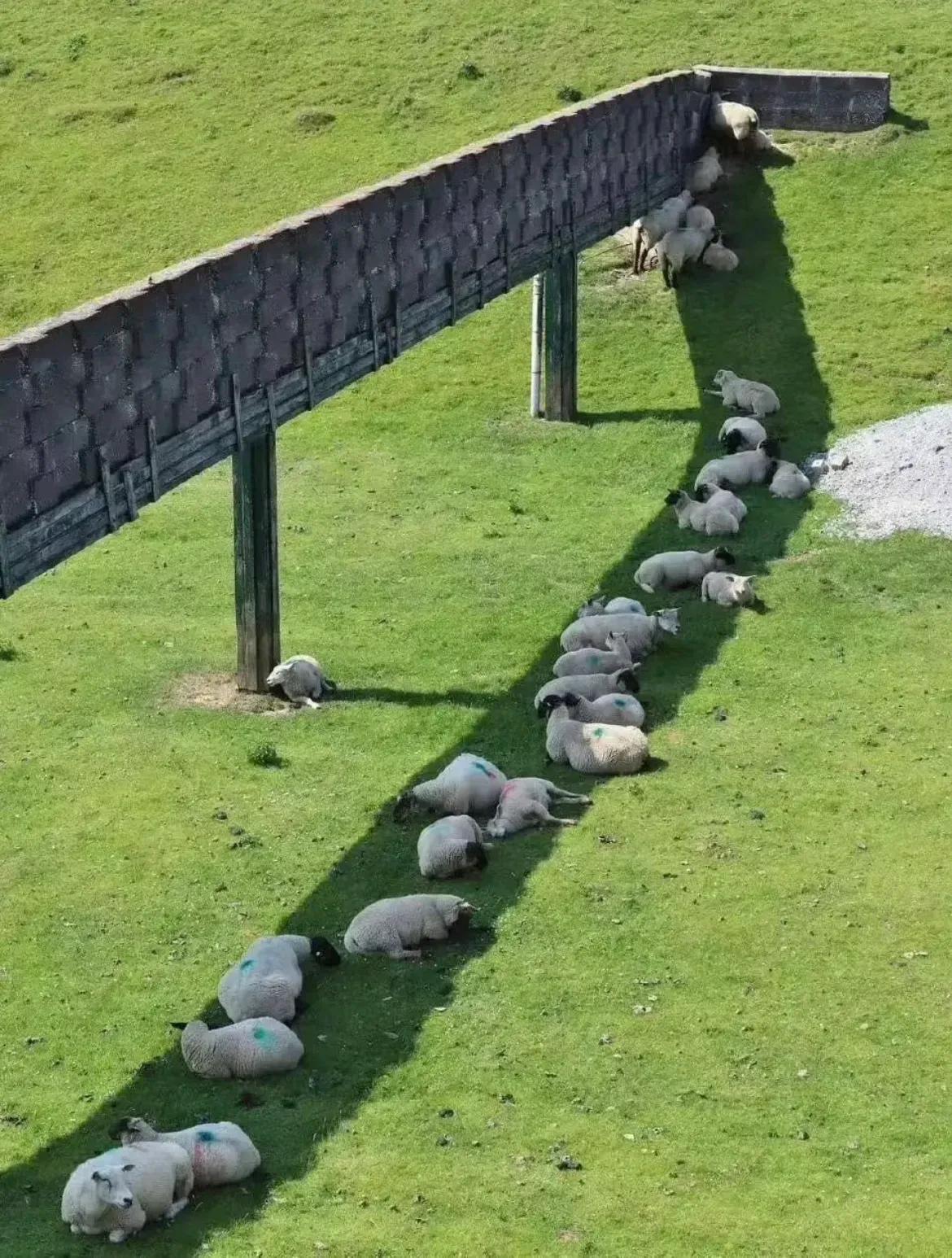 可以说这个羊不合群，也可以说它特立独行