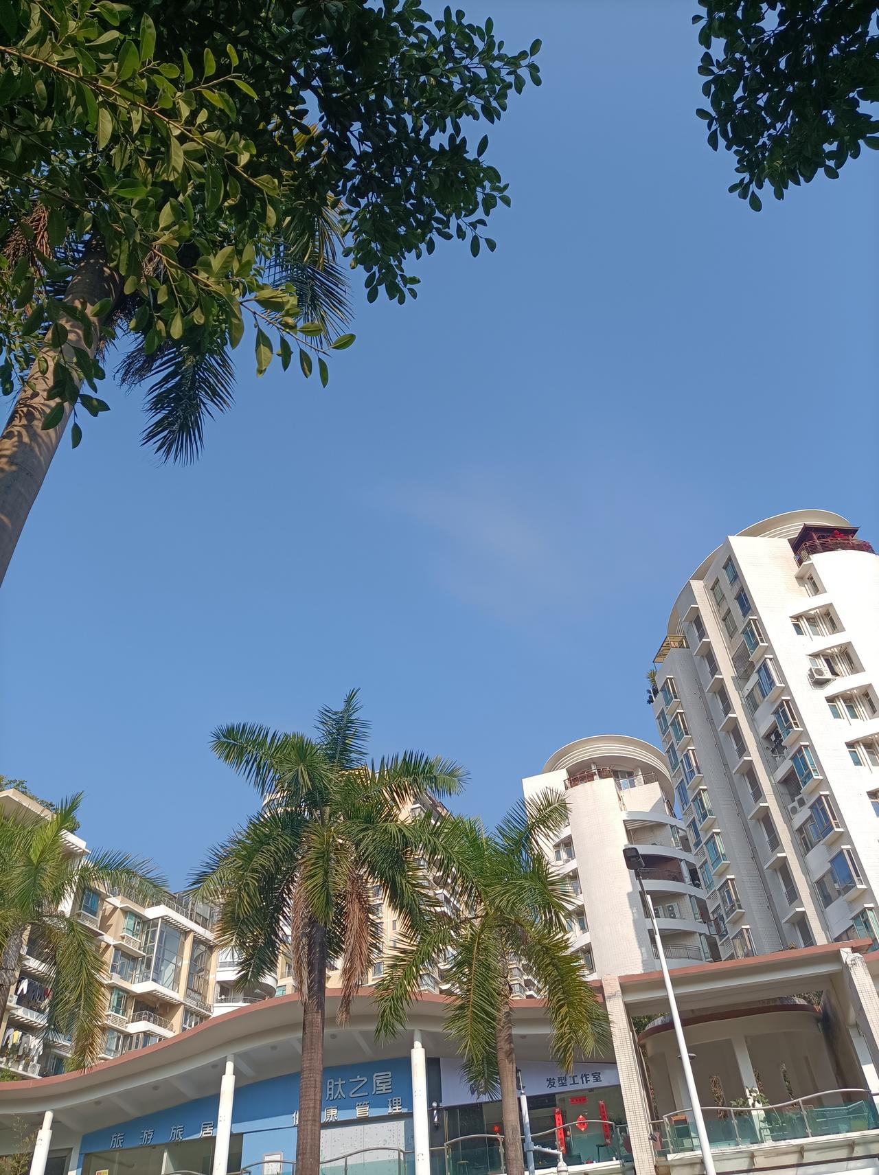 今日随手拍前几天出去玩，拍到的蓝天下的椰子树，太美了！