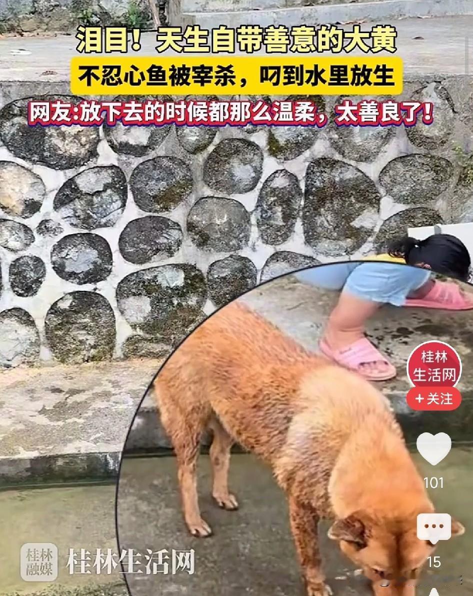 破防了！湖南，女子磨刀准备杀鱼，大黄狗凑过来轻轻叼起，放进了河里！你见过动物做过
