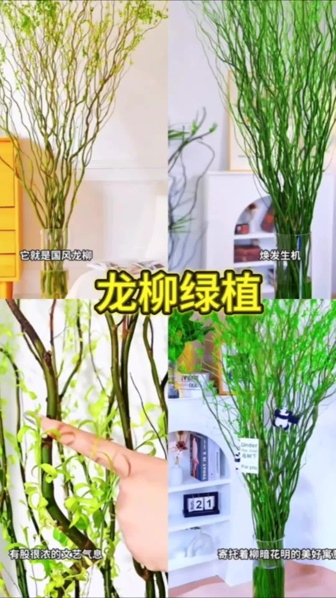 一款自带高级感的绿植，那就是，摆在客厅办公都很有意境