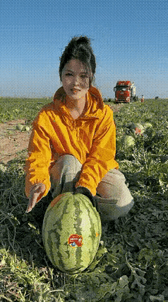 高品质的西瓜，就得像这样一敲就裂开