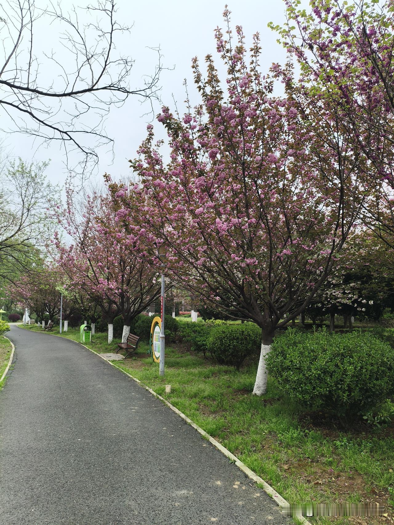 湖北应城，这几天应城长荆公园的樱花开的好漂亮呀，粉粉糯糯的大朵大朵的花瓣娇滴滴的