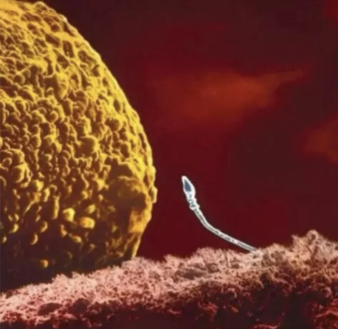 妇产科的大师姐跟我是这么说的 精子卵子结合那一瞬间 百分之99.9的事...