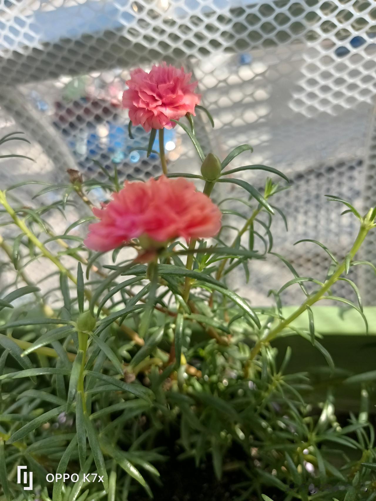 一人买了牛肉放我们冰箱，她们六点下班，于是，问厨师，你一般几点开店，我5.40拿