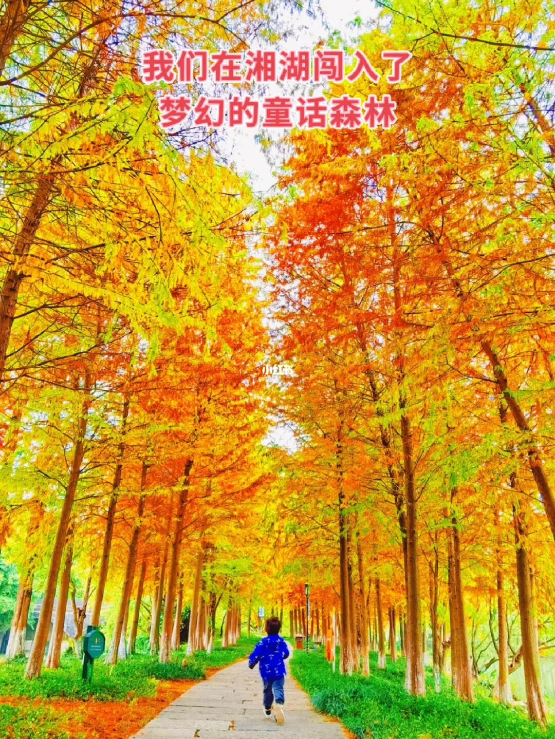 没去青山湖，我们在湘湖闯入了水杉童话森林