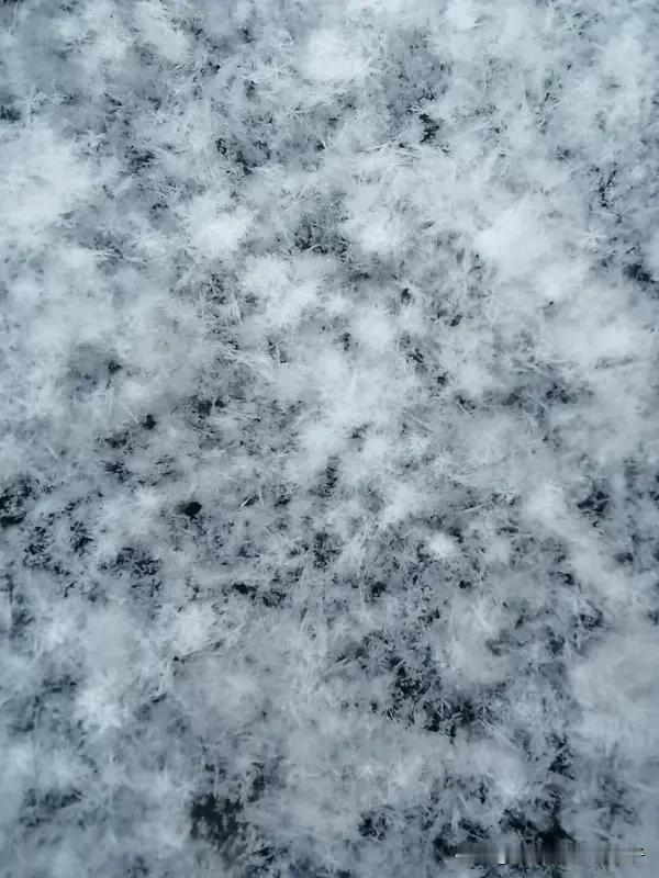 “鹅毛大雪”具象化 1月27日的昆明，“鹅毛大雪”真正具象化了！和前一天颗粒状的