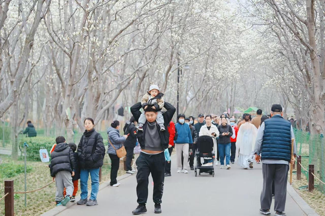 3月14日，泉城百花公园玉兰大道两侧的玉兰花花开正盛，为市民和游客带来了一场视觉