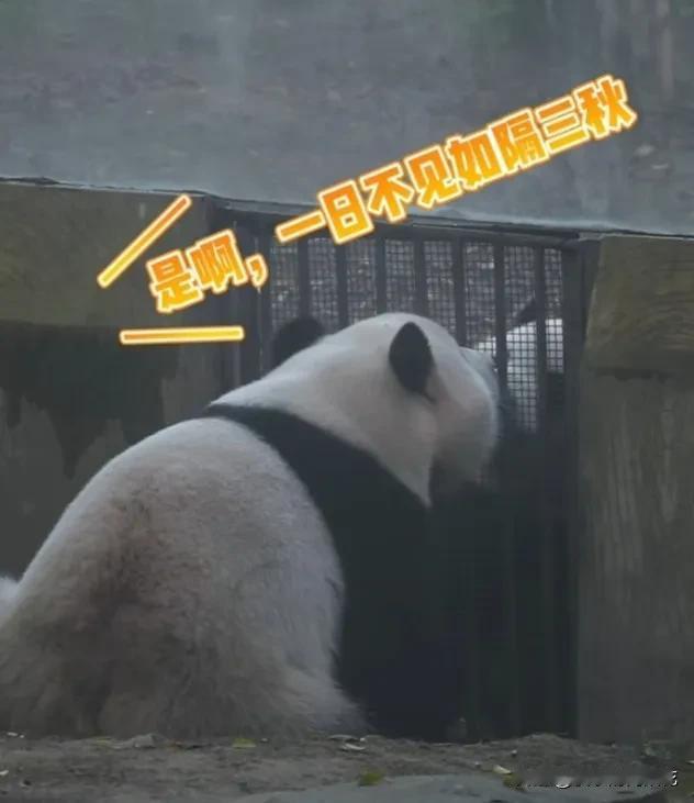 重重和大可子的哥们儿感情可真不一般！它们每天隔窗而望，都会相约到交流窗去交流交流