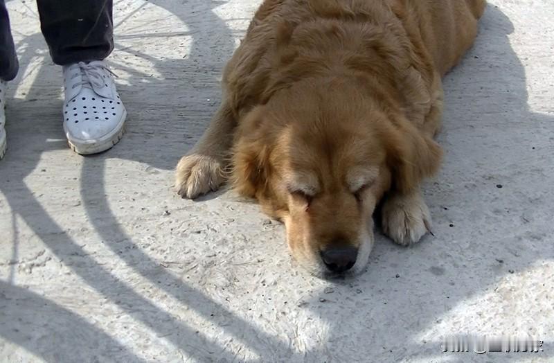 你能想象在饭店吃饭，看到宠物狗上桌啃肉的场景吗？最近4天内就发生2起这样的事。先