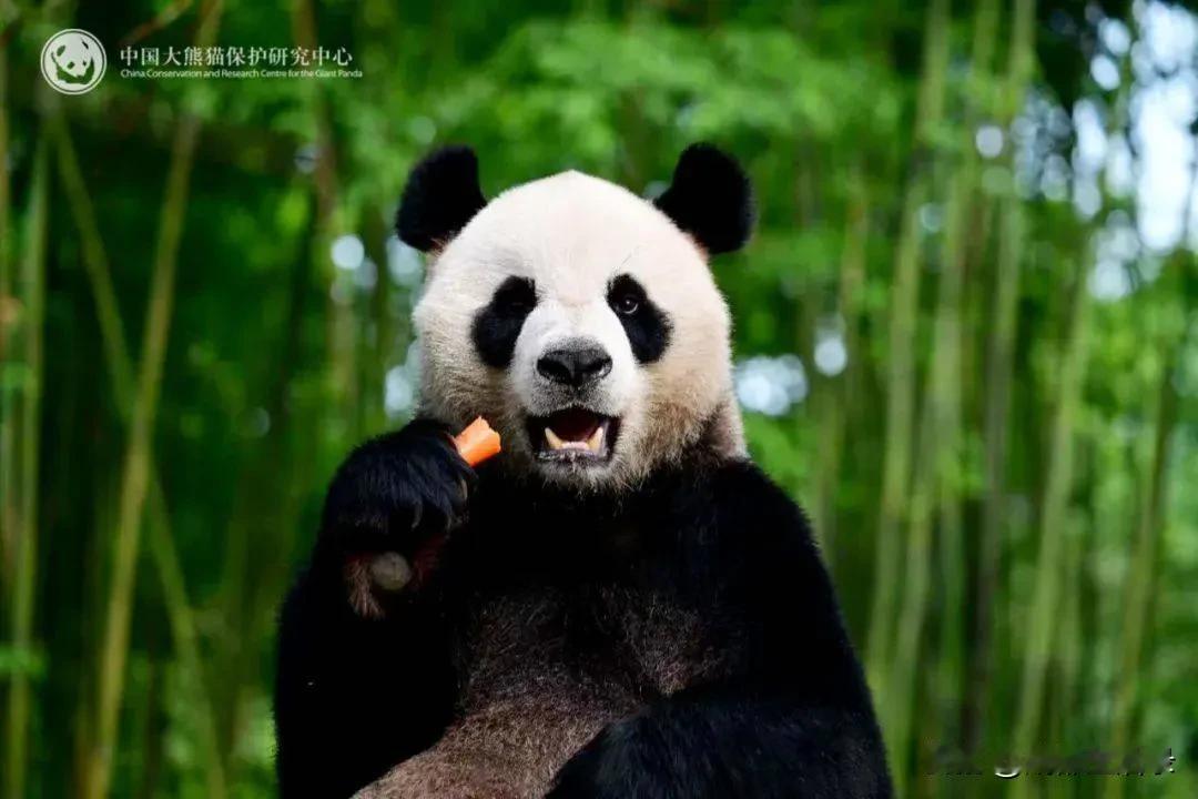 “安安”“可可”后天启程前往香港。
中国大熊猫保护研究中心的大熊猫“安安”“可可