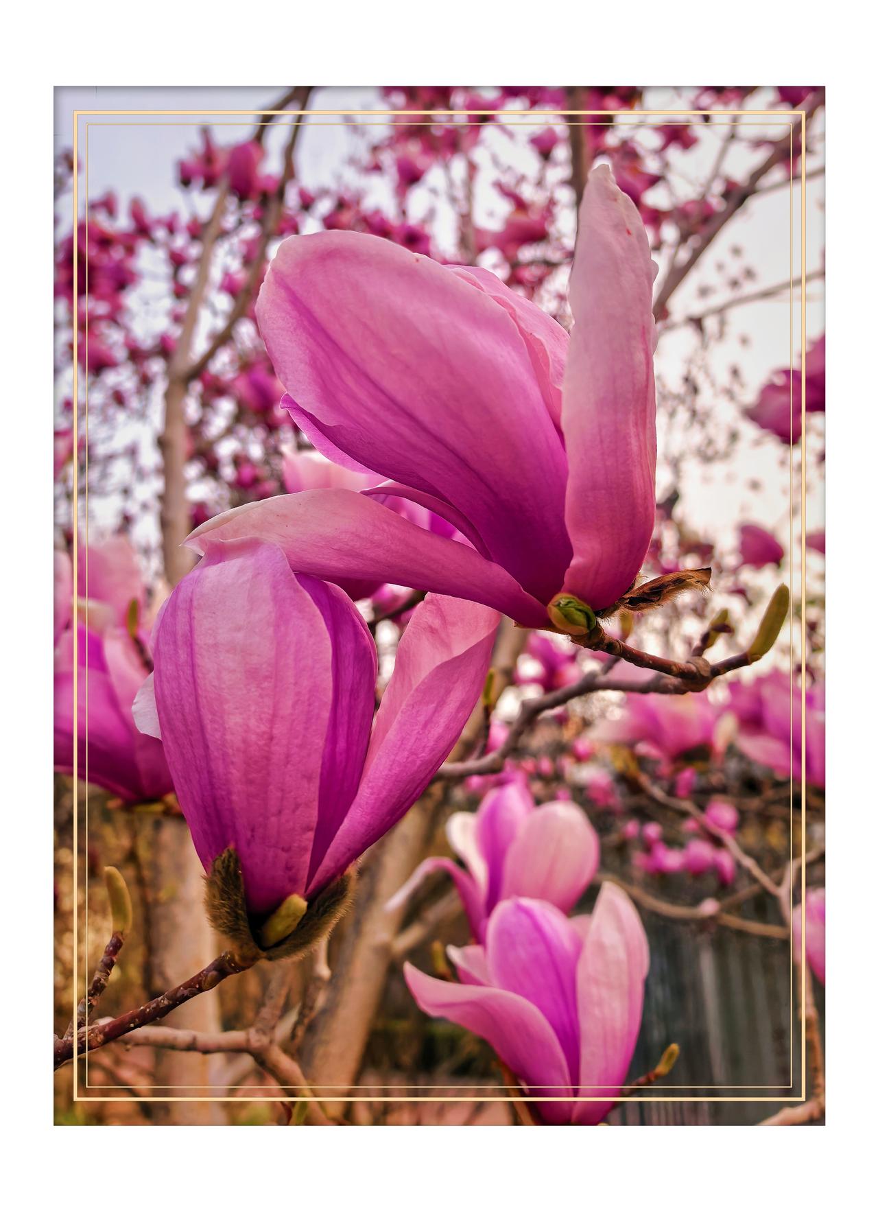 随手一拍玉兰花京城玉兰花