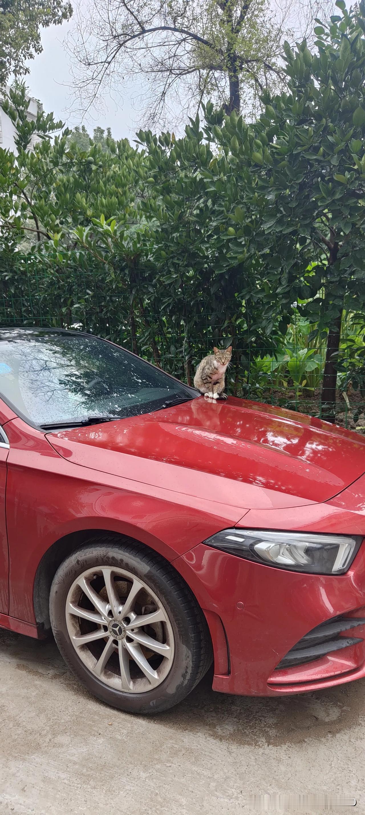 这只猫坐在引擎盖上竟然盯着我看，有谁知道这是什么车呀？它是在维权吗？又或者是新概