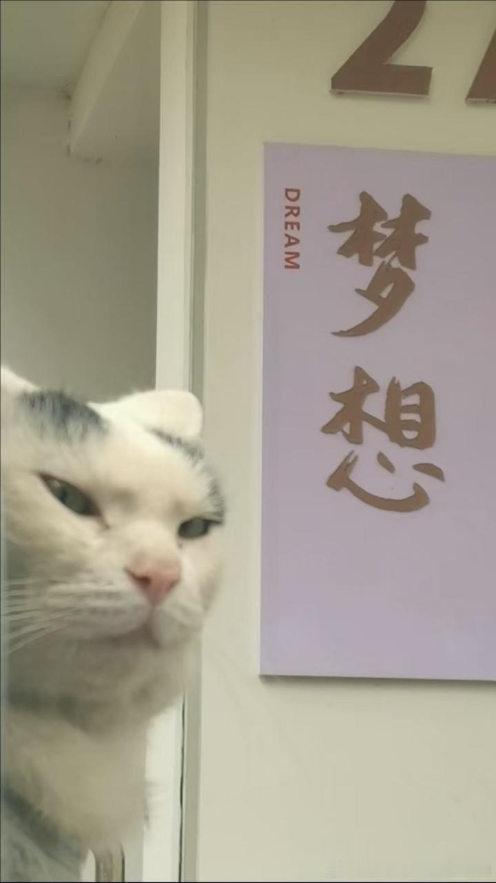 49355【丑猫】人 没有梦想和小鱼干有什么区别 