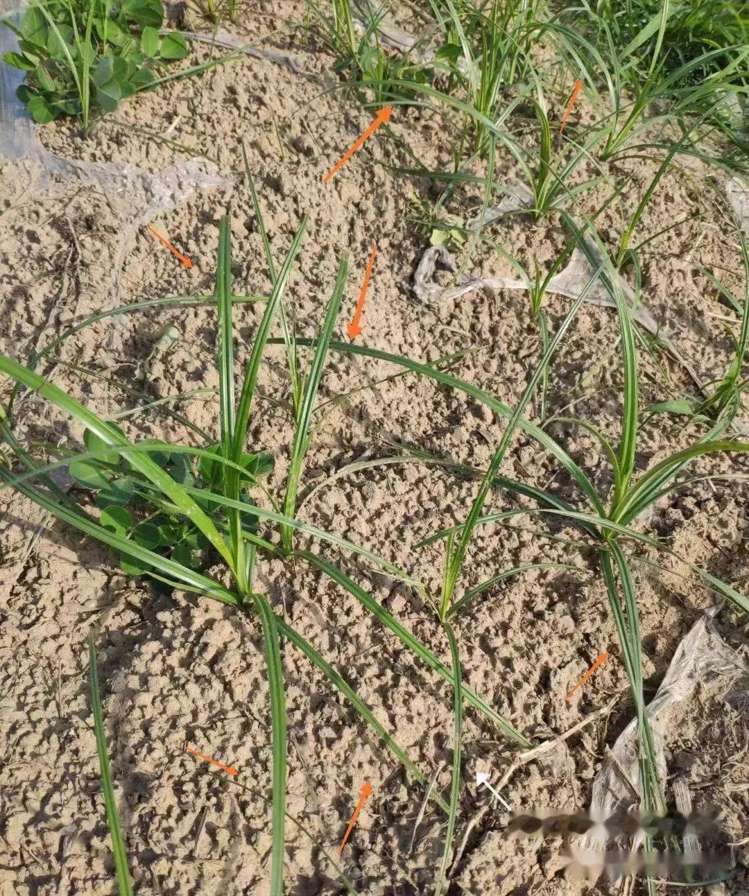 香附子，又叫莎草，抗性杂草之王，3类除草剂可灭根，高效防治
顽固性香附子到底应该