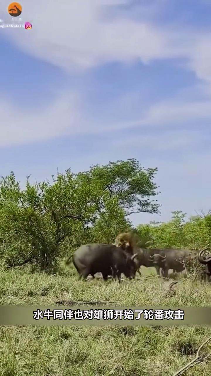 雄狮的后腿居然插入了一只水牛角，惨，实在是惨！这究竟发生了什么离奇事件？原来就在