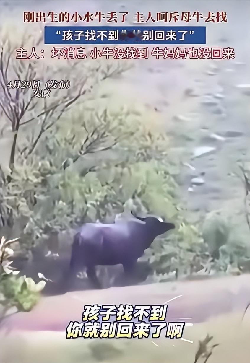 感慨万分！安徽的一位牛主人，因小牛在暴雨中失踪，一句“找不到孩子就别回来了”的气