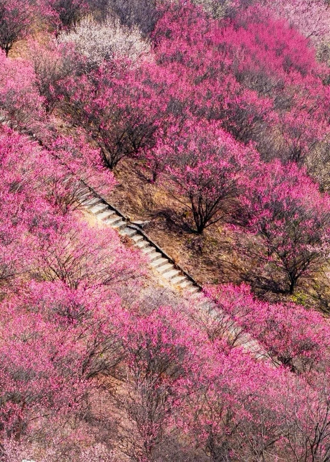 爆开6万株❗️武汉的梅花山谷开爆了！！！