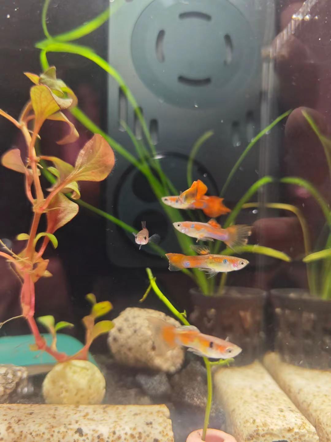 水族工作台，从养鱼升级到“摸鱼” 之前一直都是用各种废弃的瓶瓶罐罐养鱼，哪怕是透