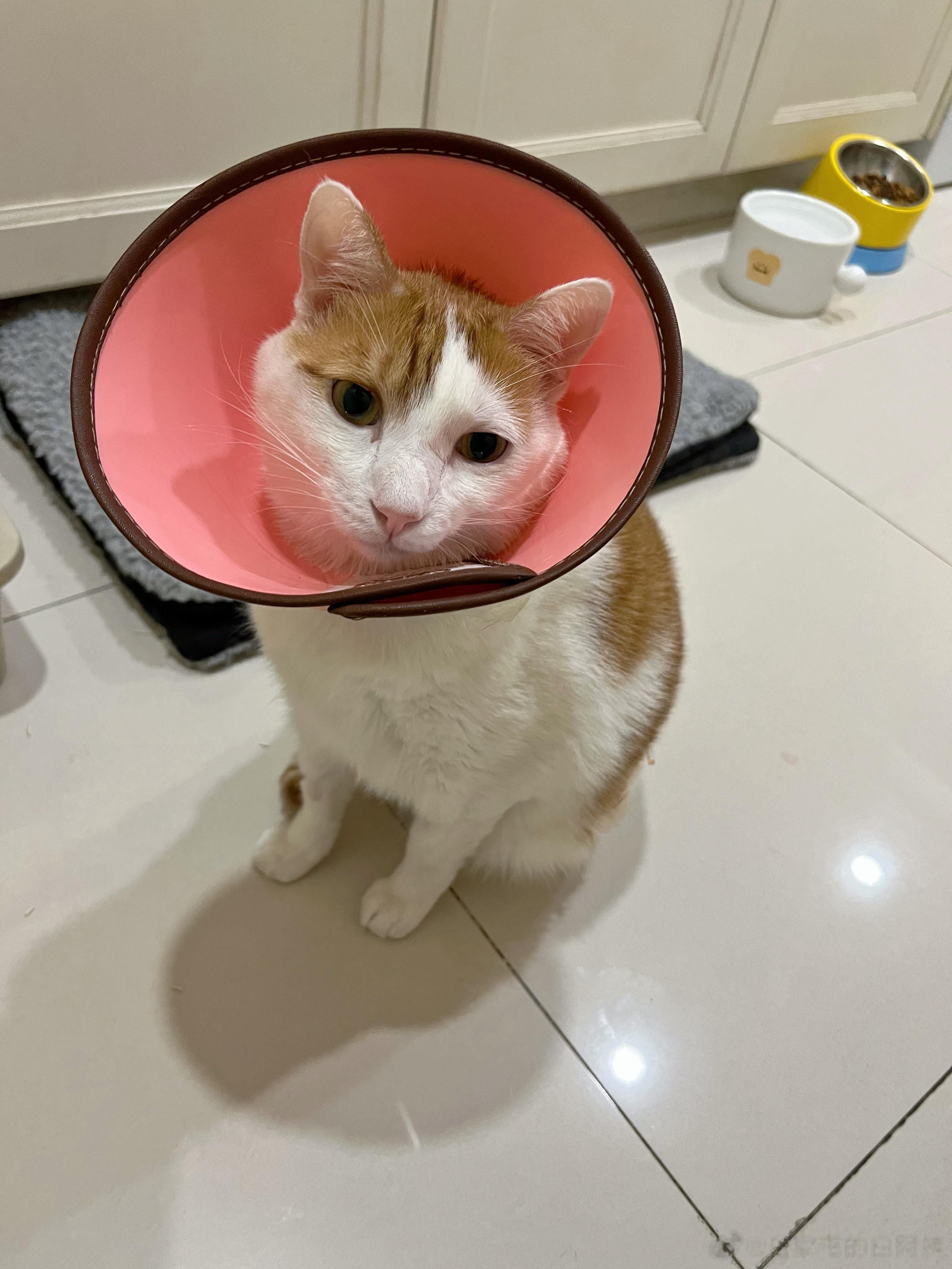 早早早！猴猴说他好了，要回工作岗位上，9月是三季度节点，很关键！（把猴猴那颗竖中