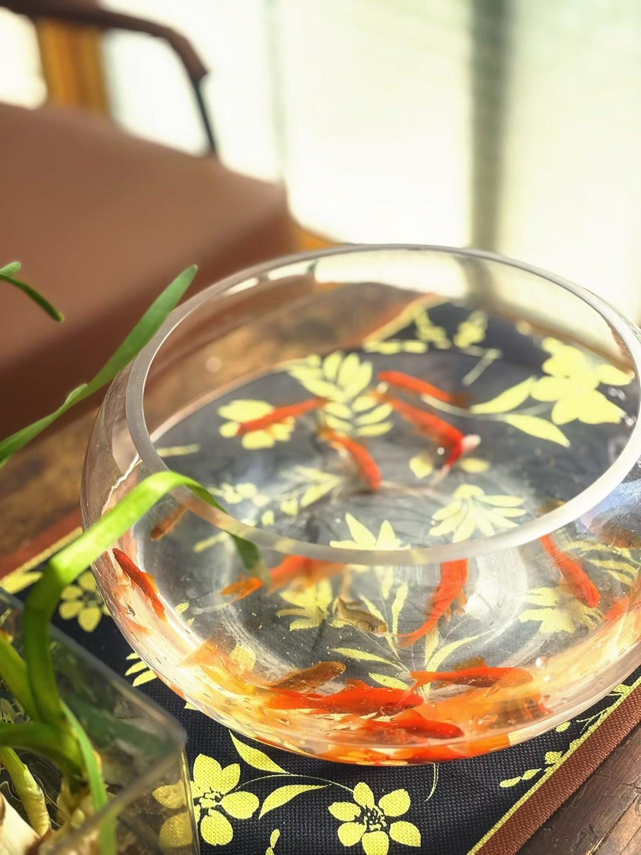 天南地北大拜年，最近两会传来好多民生好消息，养老金上调，医保更方便，老百姓日子越