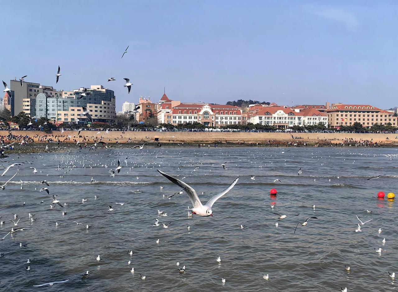 青岛的栈桥，是冬日与早春之际海鸥最为眷恋的港湾。那些从西伯利亚远道而来的精灵，身