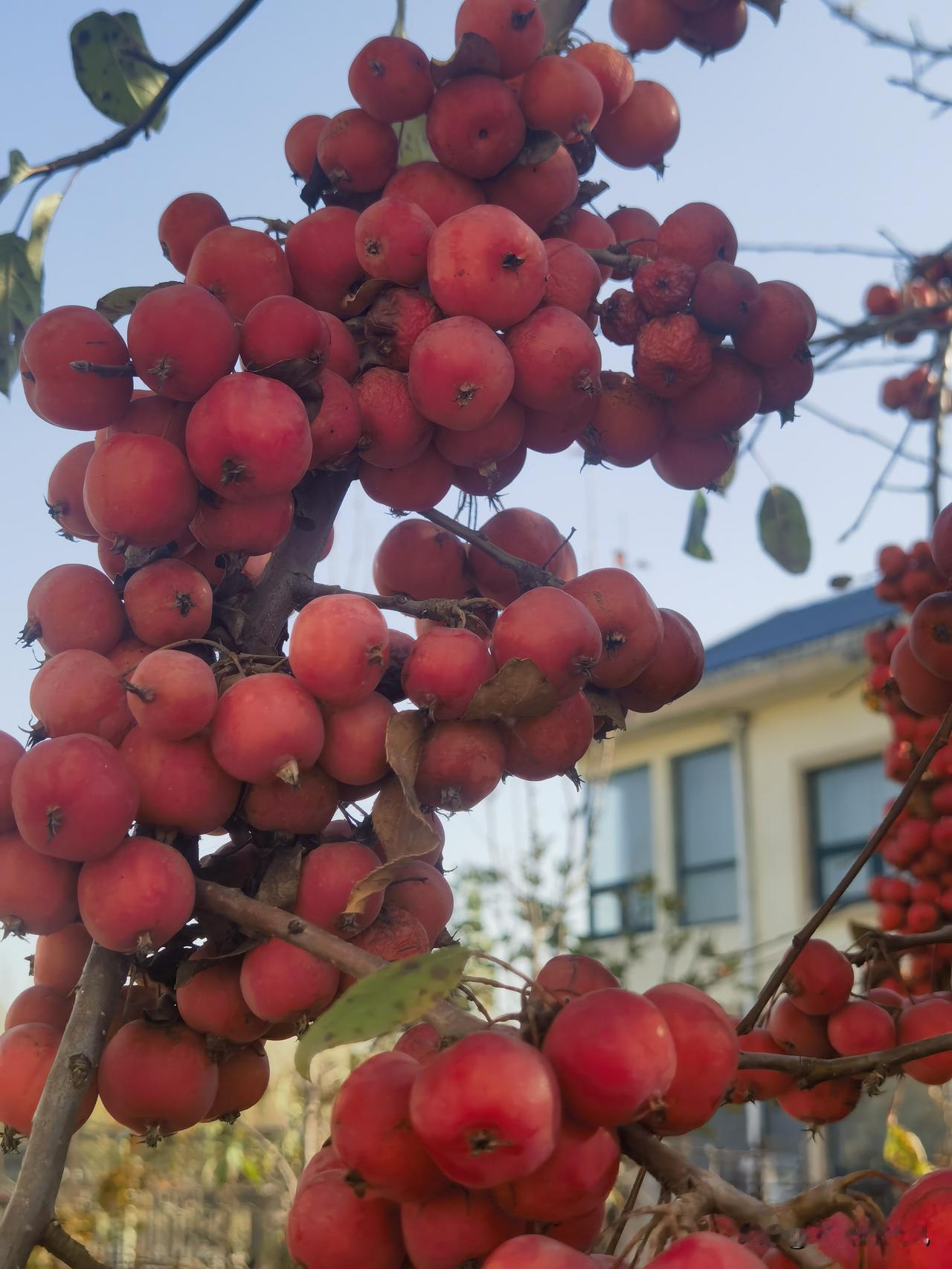 红果满枝头，丰收喜气浓。
