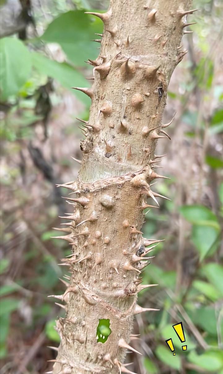 野外碰见这满身尖刺的植株可别乱挖，好多农村朋友都不晓得它隐藏的实用价值。
树干密