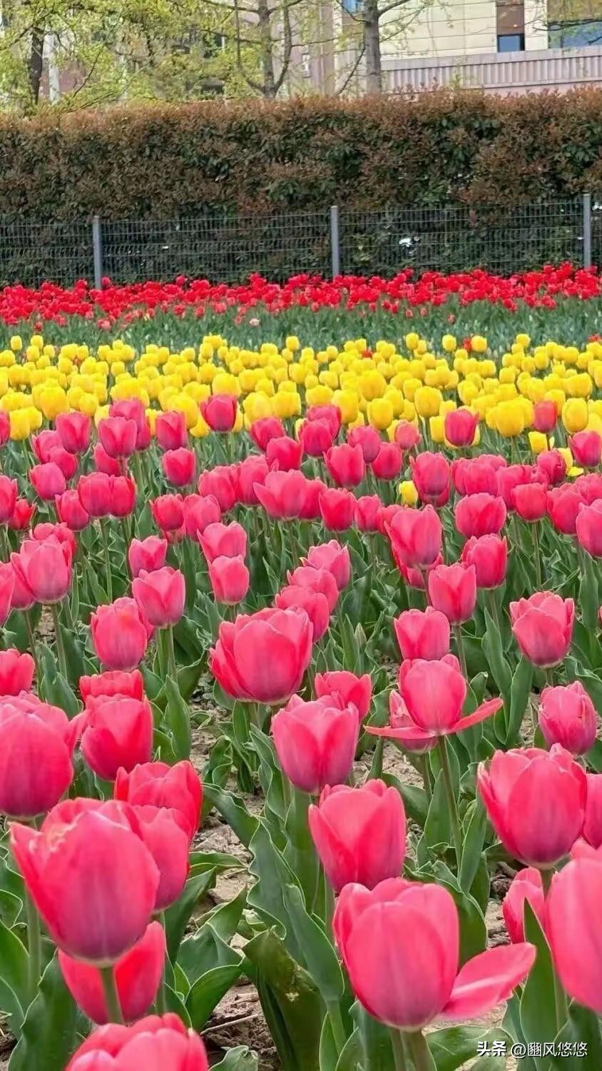 据媒体报道，西安兴庆宫公园第32届春季花卉展隆重启幕。

此次花展以18个品种、