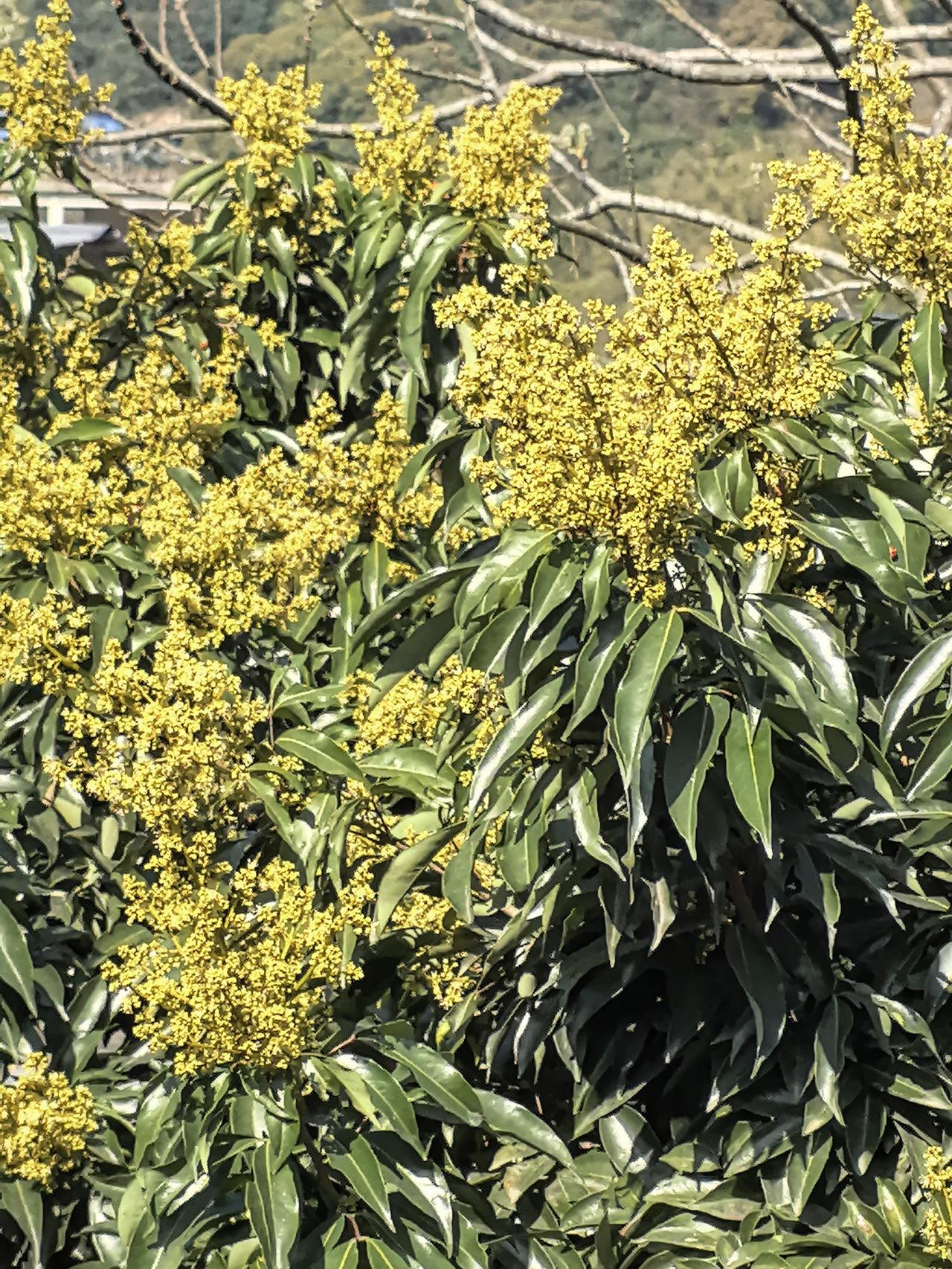 荔枝花🌸荔枝花 荔枝