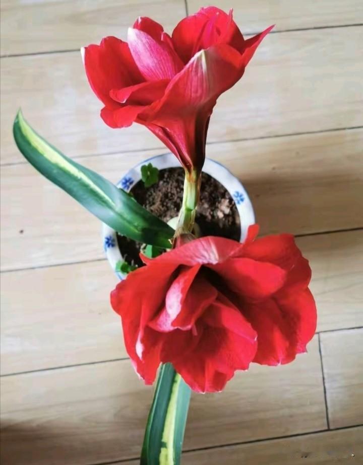 院中大头兰，为平淡日子添一味鲜
 
我的烟火日常
 
人这一辈子，总得给平淡农家