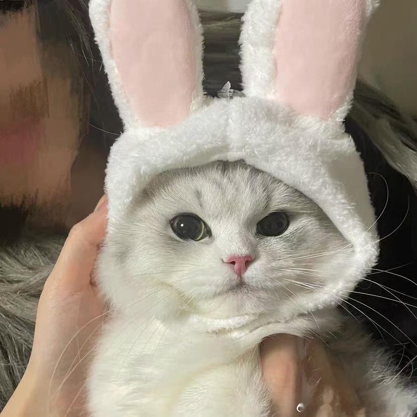不丢小兔子🐰不丢 