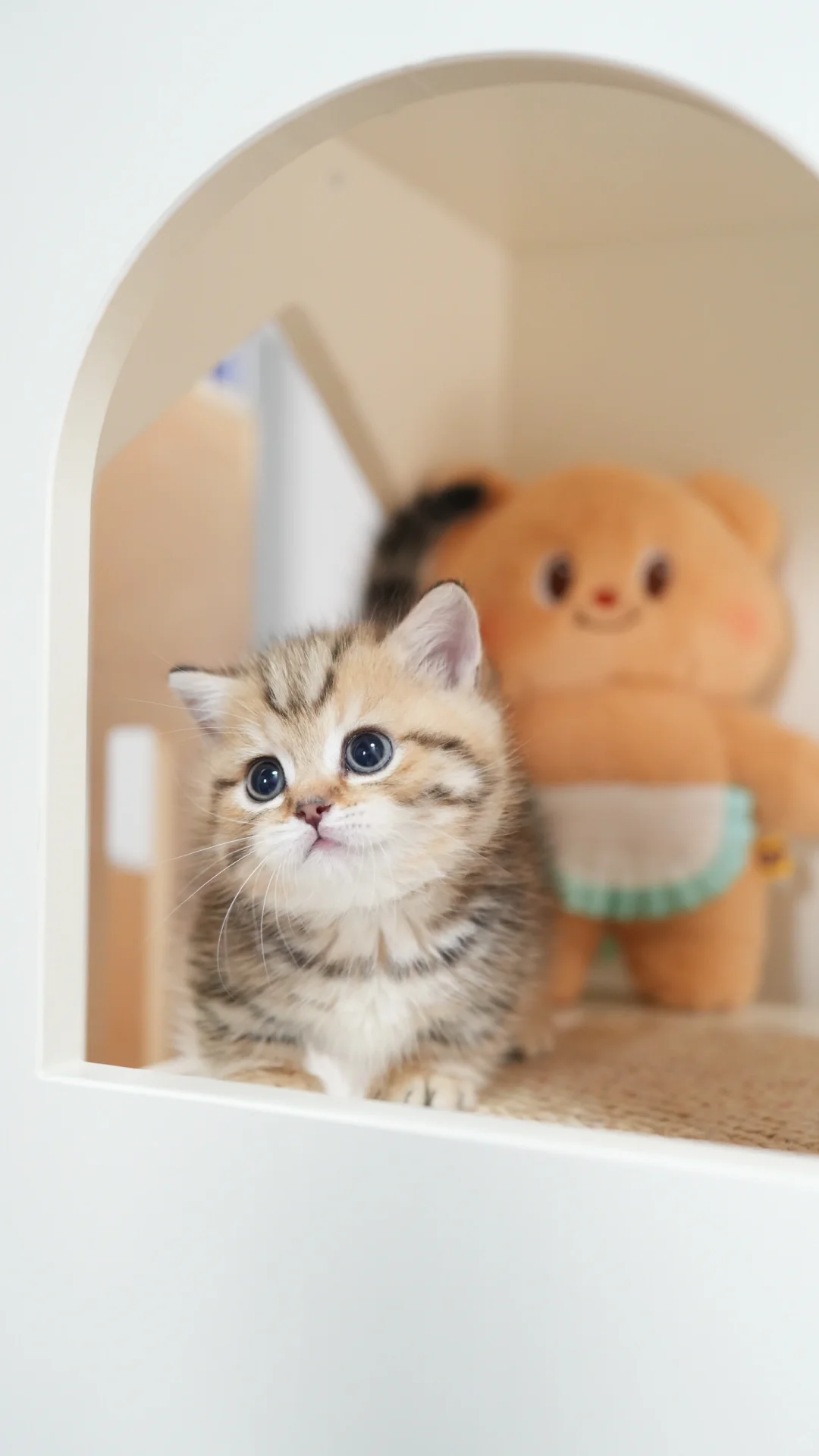 步伐要自信！🐯金虎斑矮脚猫