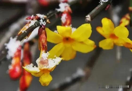 #那些好看的花花草草# #花# 
 
秋，宛如一位娴静的女子，悄然走来，带着丝丝