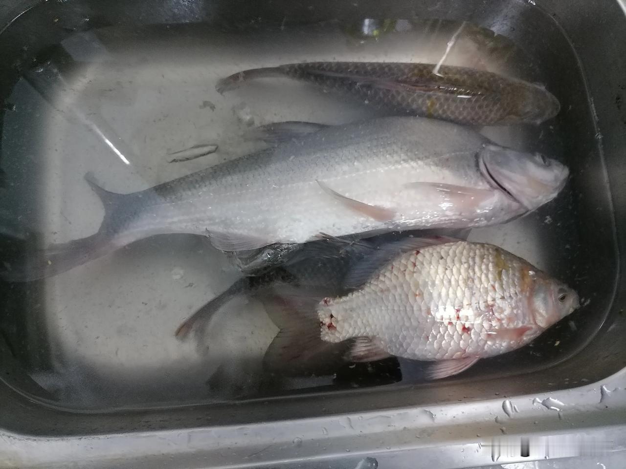 昨晚汉北河夜钓，钓到了3斤的青稍，可以吹一生了，第一次见这么大的青稍，谁钓到过？
