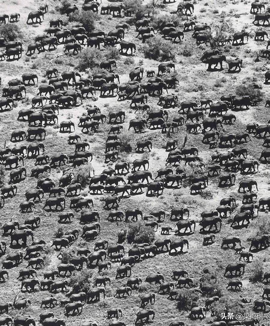 1976年肯尼亚，地球最后一批大规模非洲象群
照片拍摄于1976年，肯尼亚东察沃