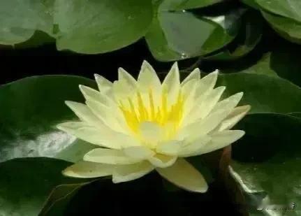朋友们，格瑞维亚已经过关，不需要助力了，请助力红旗汽车！谢谢大家了