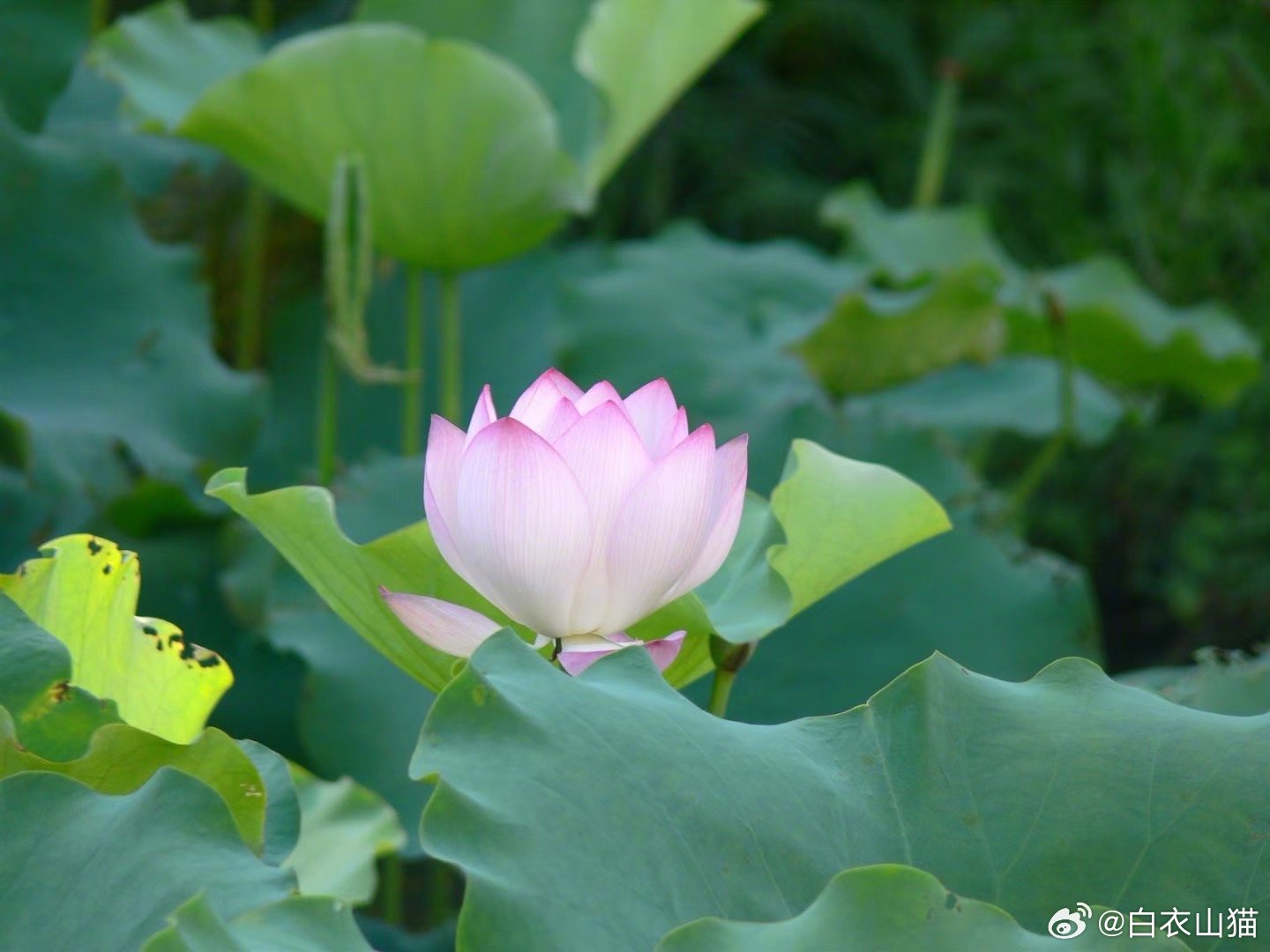 支原体肺炎的人挺多，可是，阿奇霉素的这个副作用，你们知道吗？早上，问了父母早安！