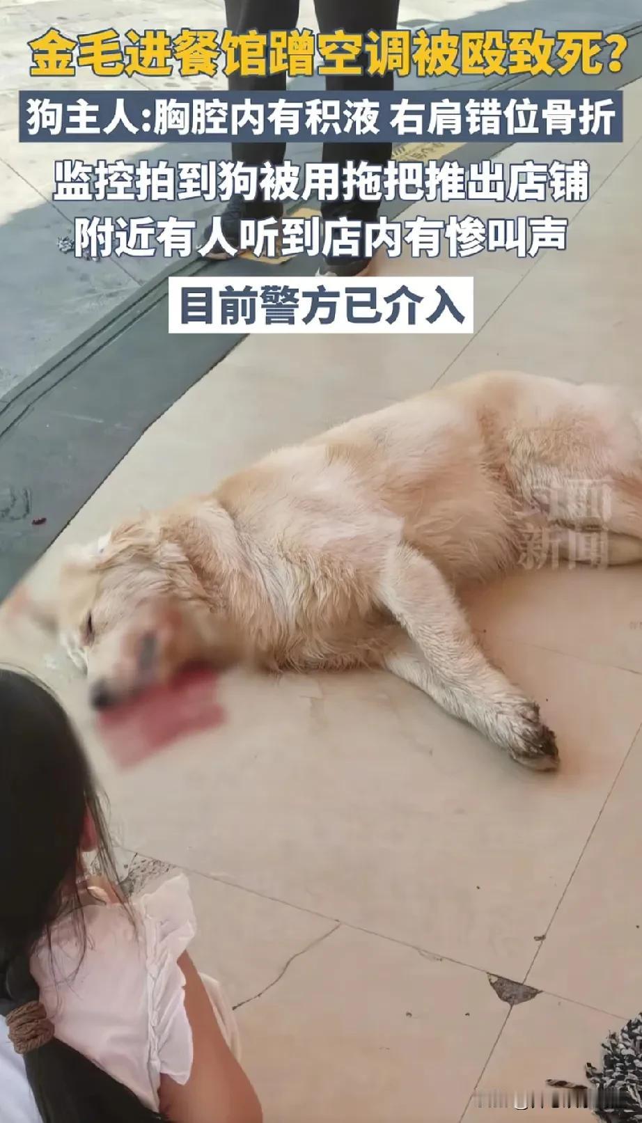 对于这只巨型犬金毛李墩墩，从家里偷跑了出来，原来出来了之后发现原来天气这么炎热。