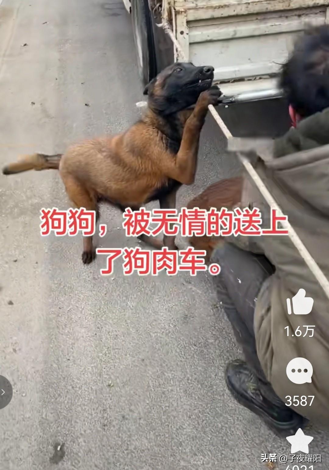 看到下图这一幕还是有些痛心。一辆收狗的货车停在乡村马路上，车上装狗的筐里装满了收