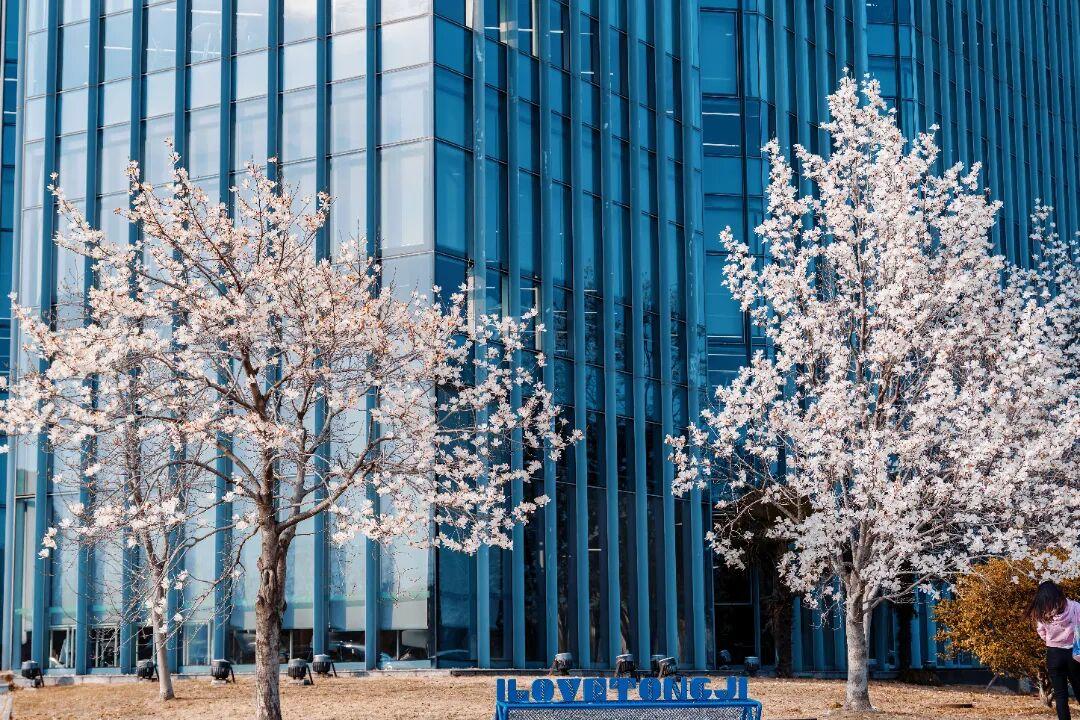 春天在哪里？春天在同济ꕥꕥꕥ

阳春三月，万物复苏穿梭在同济绝美的春色里一切皆是