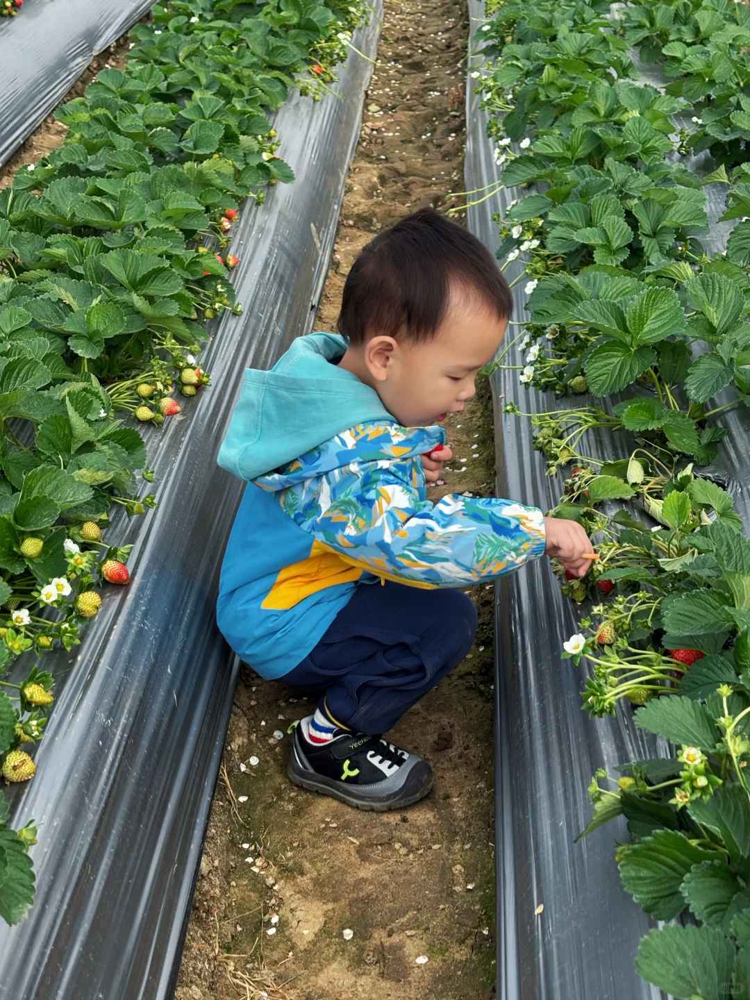 摘呀摘呀，摘草莓🍓又到草莓季节