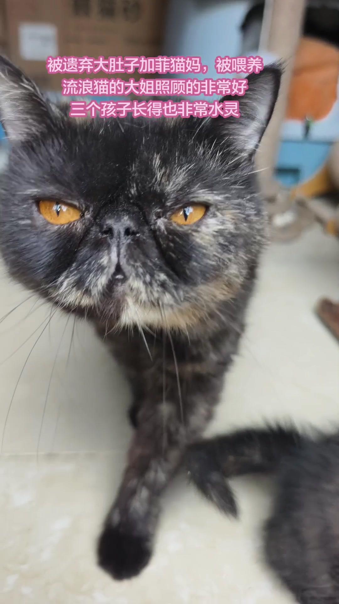 🧡大姨家的加菲猫妈妈和崽崽找领养啦！我给大姨送沙棘猫砂时，看到加菲猫妈带着三个