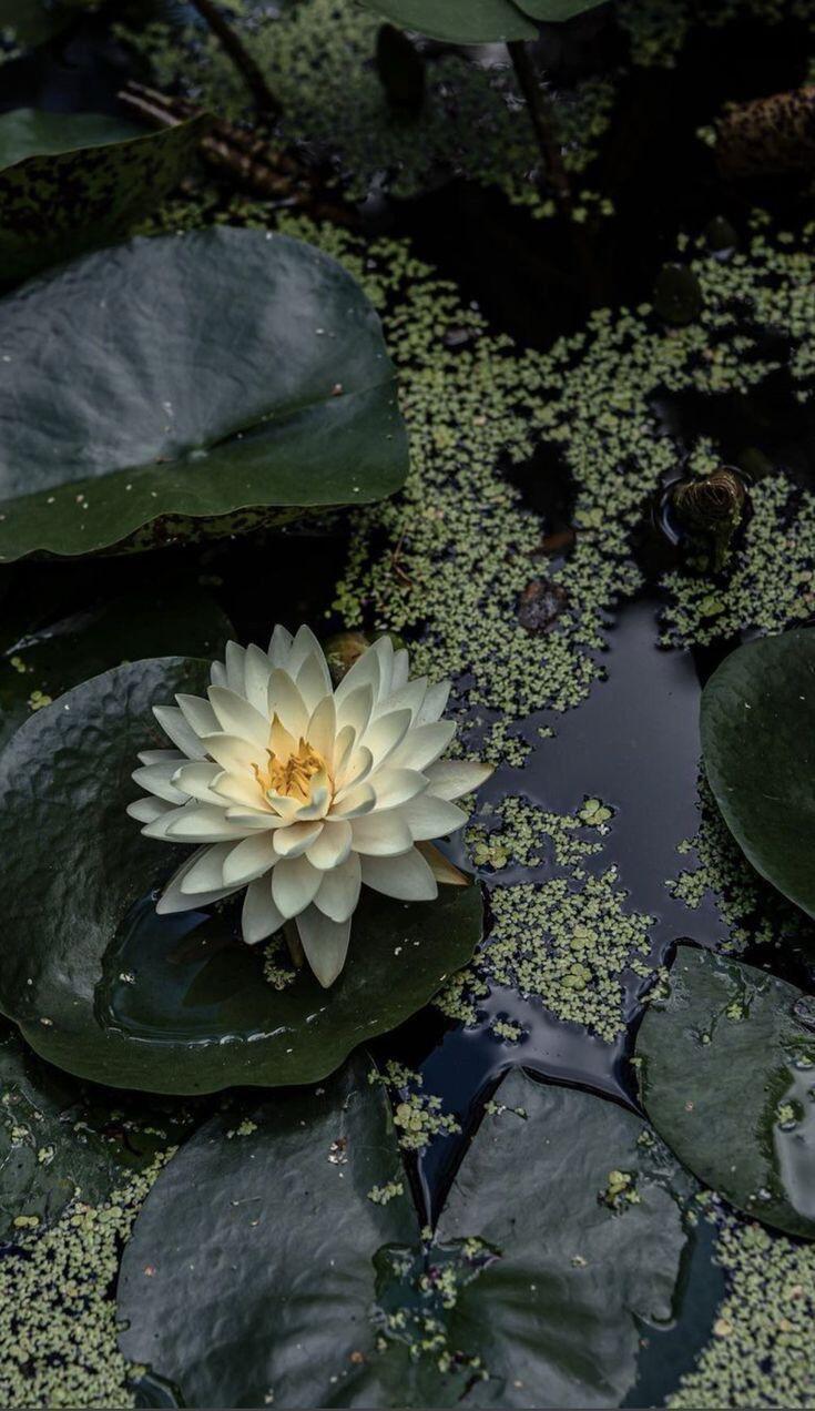 【背景图】分享˚₊✯͡ 🜚 *·.绿色|仙境|花朵|秘境|梦幻|天鹅|湖泊|童
