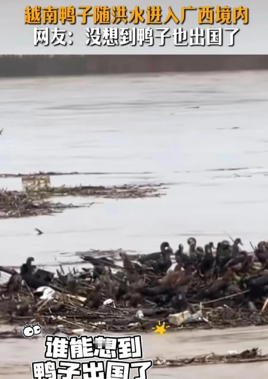 越南的鸭子，顺着洪水漂到了我国广西崇左。这件事非同小可，已经上升到外交层面。动物
