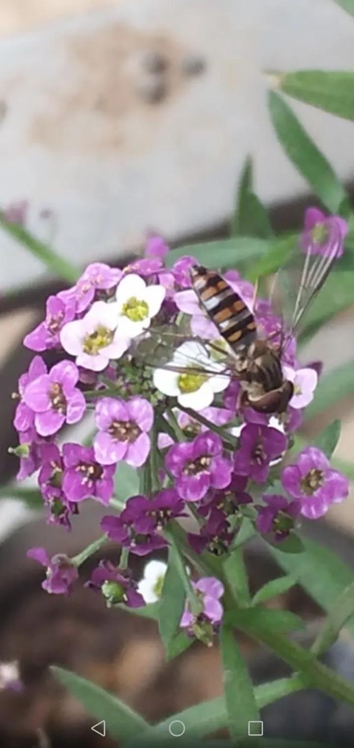 #上联：冬去千山秀，诚邀下联#春来万花香