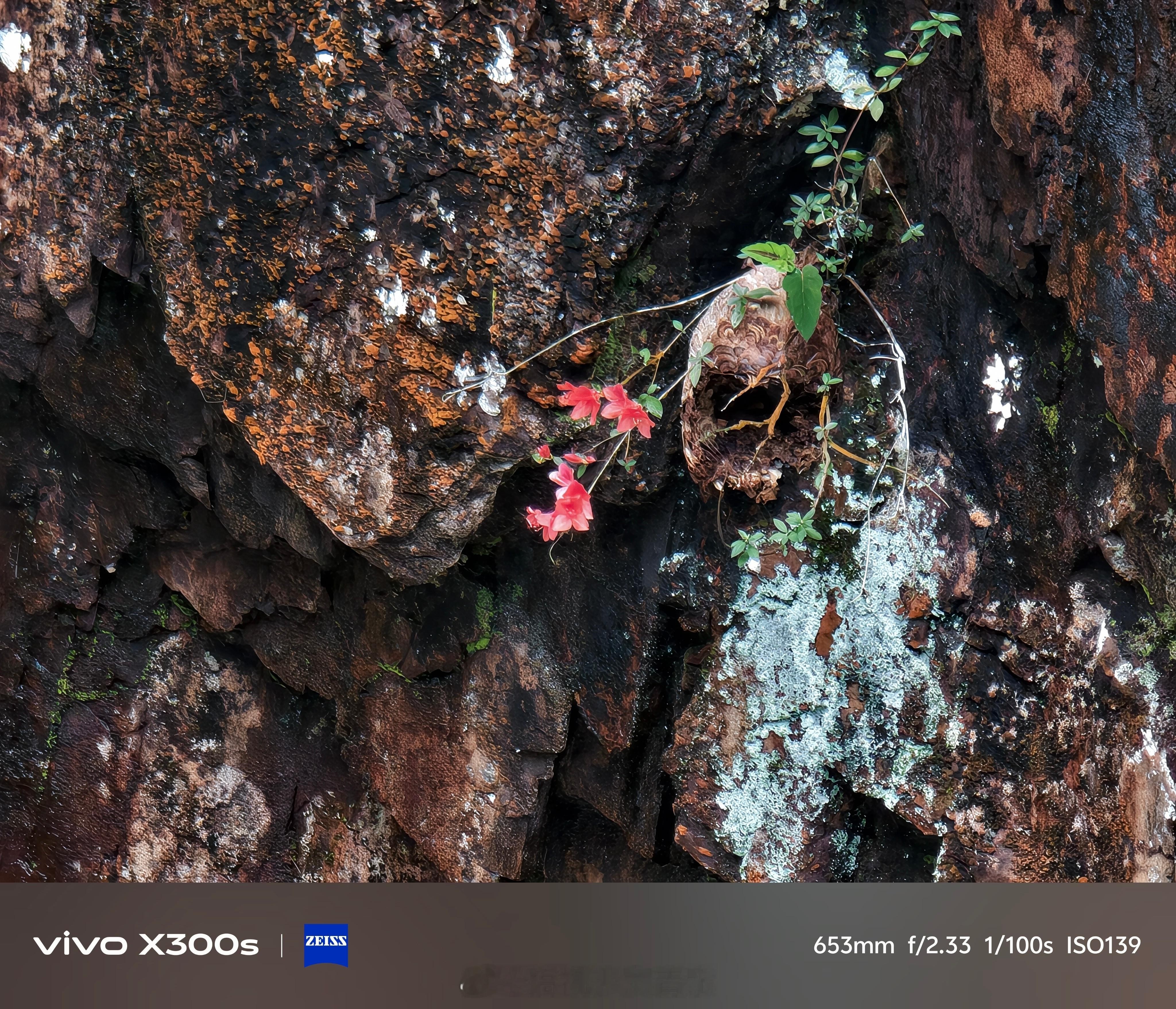 用600mm长焦拍的岩壁上的小花～ 