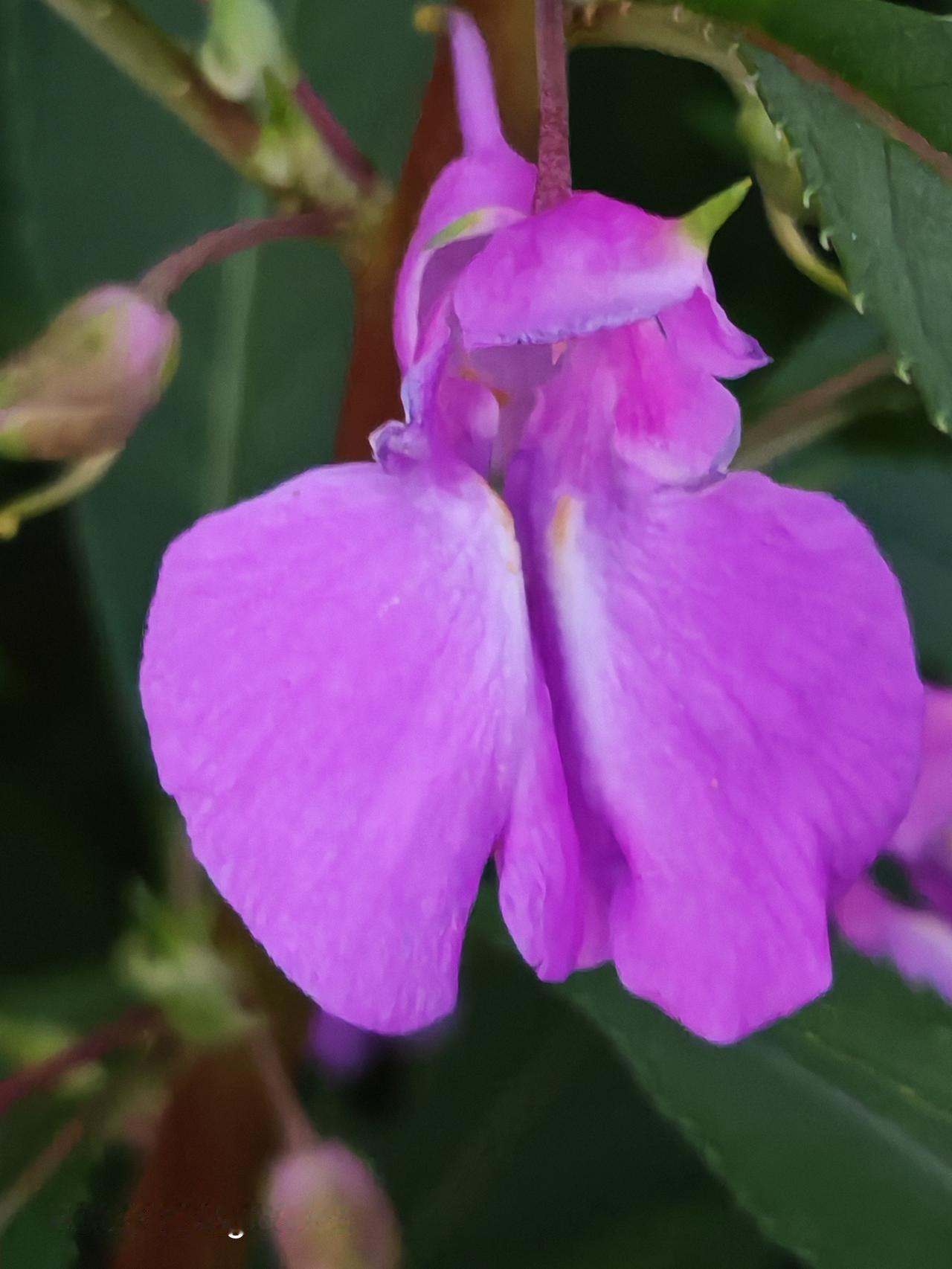 晒一张你相册里最近拍的花昨天晚上拍的小花