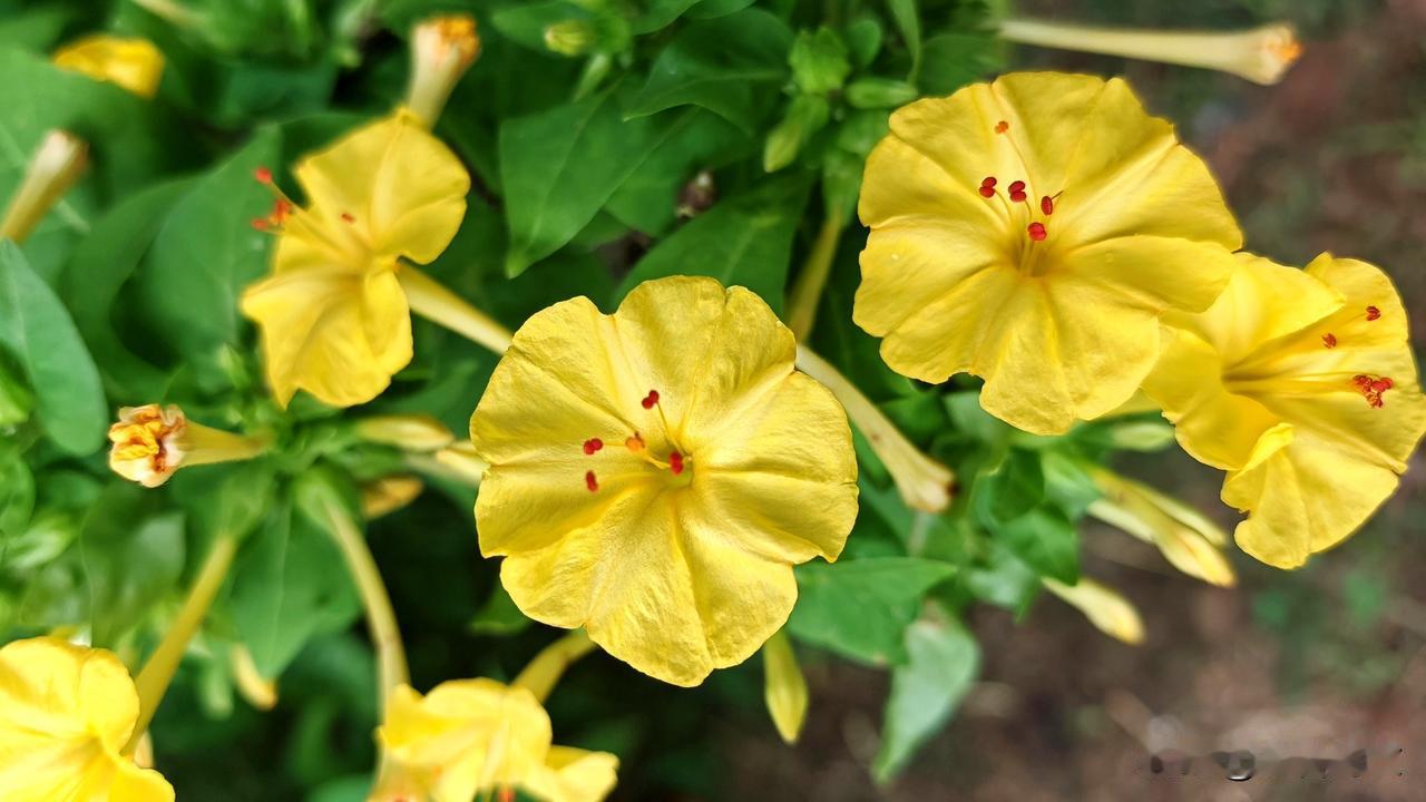 紫茉莉也叫夜饭花、晚饭花、地雷花，属于紫茉莉科紫茉莉属的草本植物。
它通常在傍晚