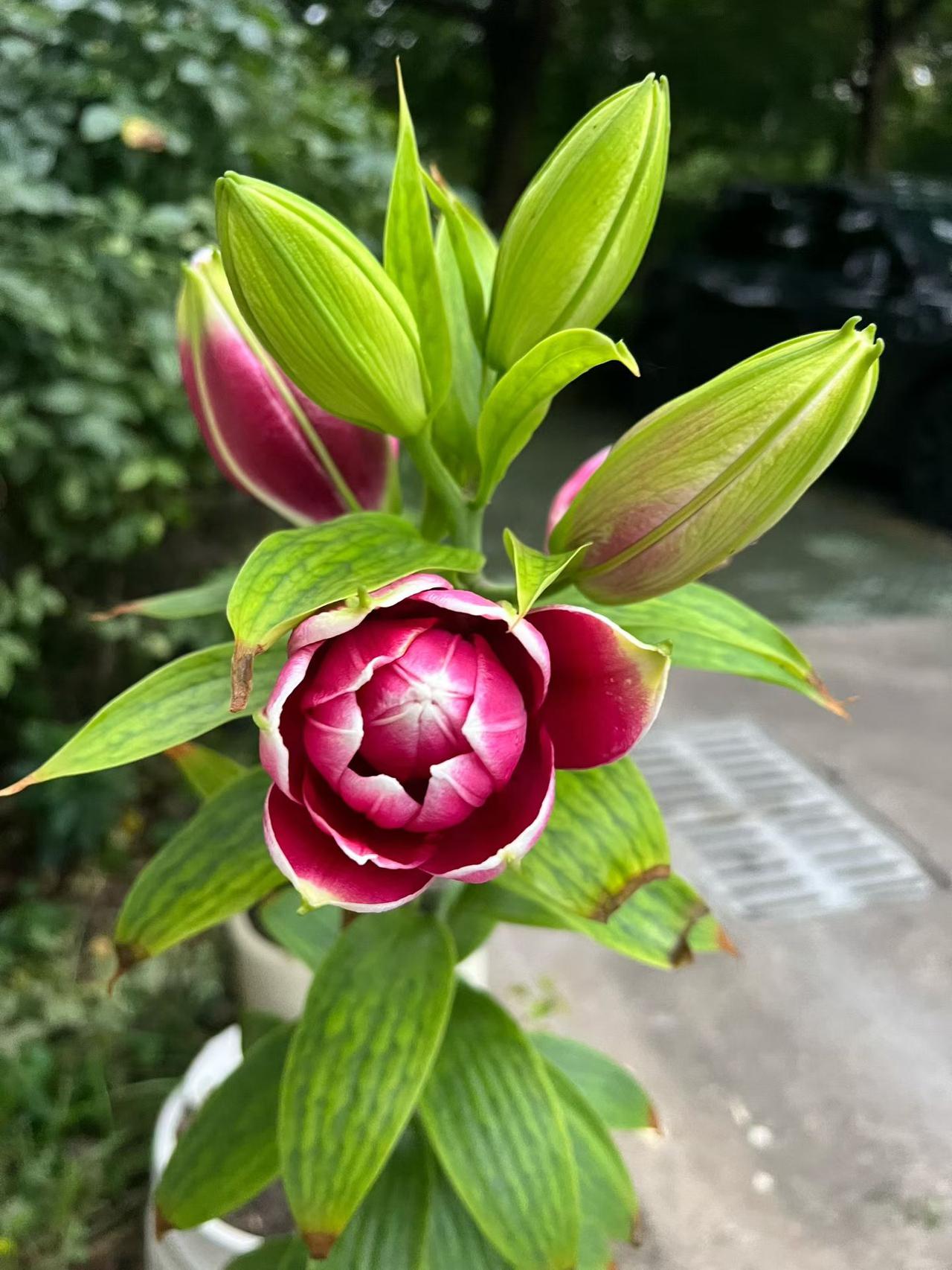 电极箔价格持续上调，华锋股份迎来量价齐升红利周期
 
投资必警：本文仅做行业逻辑