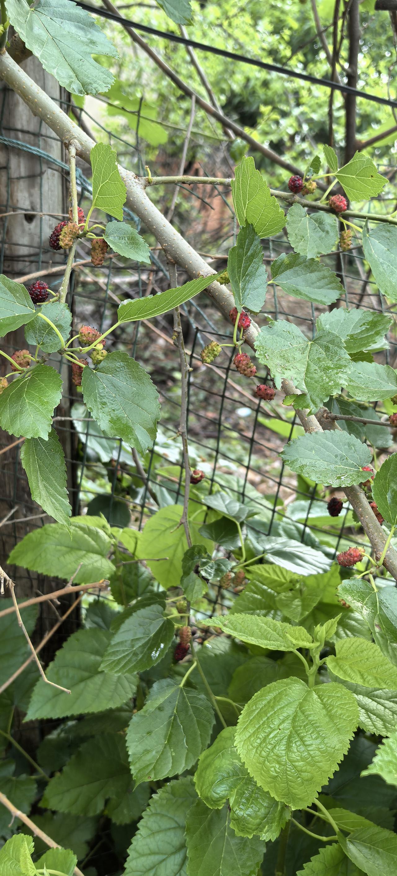 请问一下友友们，你们那里管这个叫什么名字啊？

酸酸甜甜的口感，简直是人间美味。